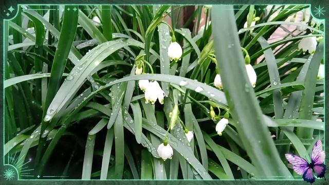 Белоцветник ?...,а по простому–колокольчик??(20.04.2023г.) смотреть онлайн