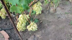 Виноград Алинка