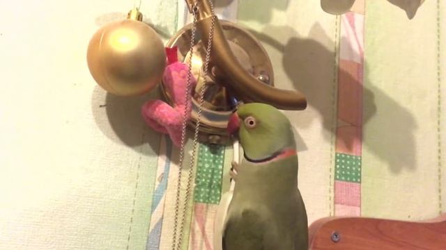 Крик Slow Motion (ожереловый попугай) смотреть онлайн