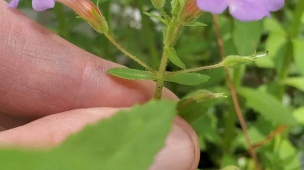 Limnophila aromatica 'green'