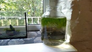 ЗАПУСК АКВАРИУМА  для #ГУППИ ЭНДЛЕРА ???