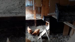 Самый дешевый зимний сарай для кур - за 17 тыс рублей