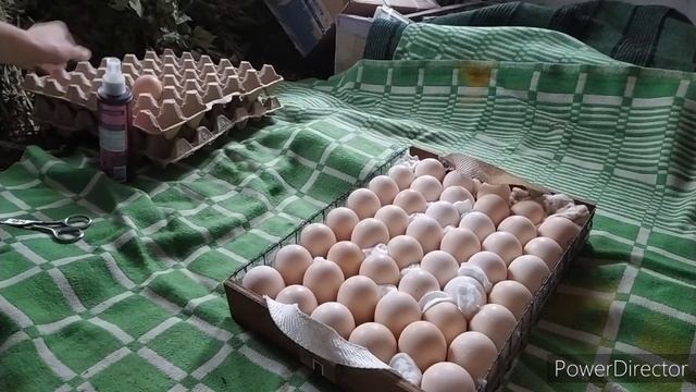 снова инкубация яиц!бройлер сел на ноги❗бизнес на бройлерах? смотреть онлайн