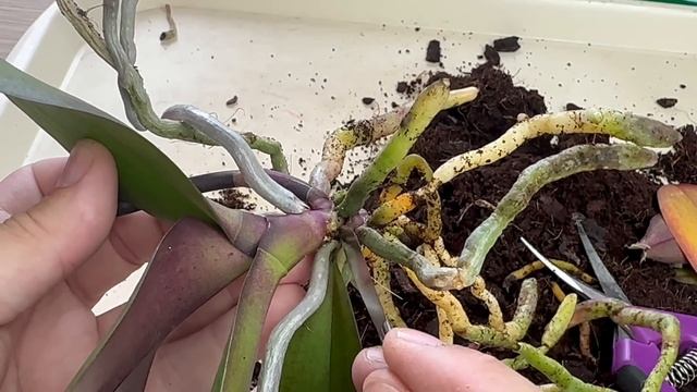 новые ОРХИДЕИ ГНИЛУШКИ желтеют листья орхидей от ствола / разбираем БЕЗ ХИМИИ гниющие орхидеи смотреть онлайн