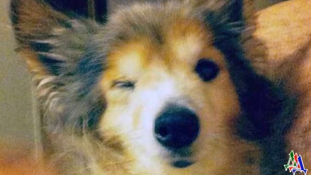 Умирающая дворняга подошла к мужчине и посмотрела глазами полными слёз, мужчина не смог забыть пса смотреть онлайн