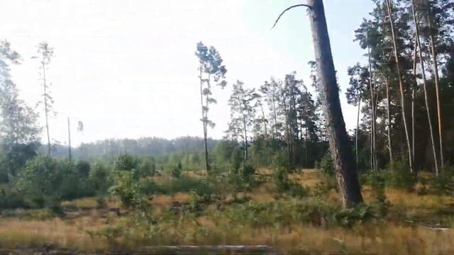 Вырубки леса между д. Бринёв и д. Копцевичи смотреть онлайн