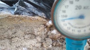 Рацион кормления годовалых быков