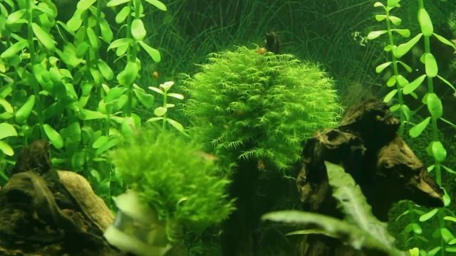 Гуппи Эндлера (мальки), мох феникс смотреть онлайн