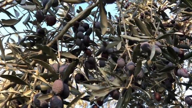 Как и где растут оливки / Как делается оливковое масло / Урожай оливок 2019-2020 в Турции смотреть онлайн