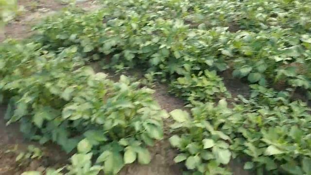 СЕНОКОС. Заготовка мульчи. Картошка в июне.Окучивание и мульчирование. смотреть онлайн