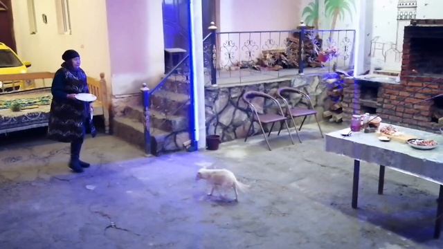 Острый Кебаб Туретский Шашлик | LAZZAT