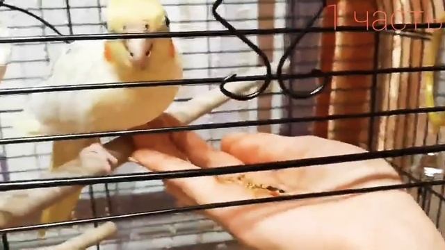 Как приучить попугая кореллу к рукам/ 1часть✿ смотреть онлайн