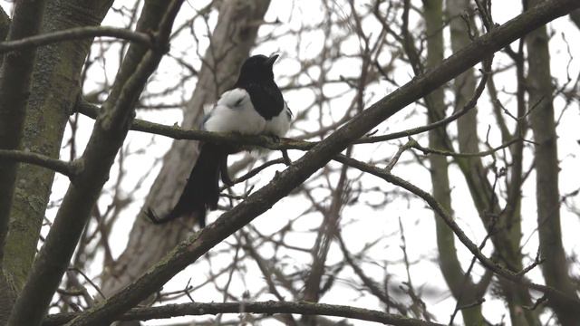 Magpie drying itself смотреть онлайн