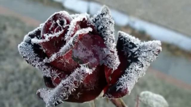 Конфликт сезонов Осень, Зима, Весна Conflict seasons Autumn, winter, spring смотреть онлайн