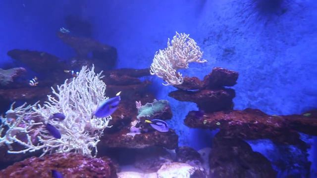 Севастопольский морской Аквариум-музей. смотреть онлайн