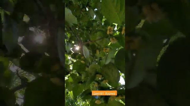 Как цветёт хурма? Растёт хурма, королек. Пение птиц в саду. Красивая природа. #birds #relax #fy смотреть онлайн