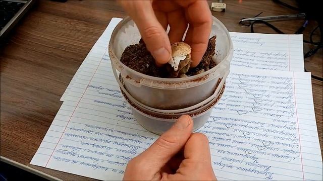 Размножение сухопутных черепах, выход из яиц. Breeding land tortoise, hatching eggs смотреть онлайн