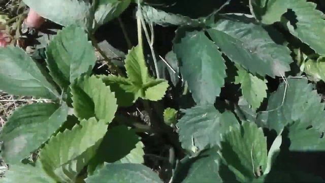 КЛУБНИКА (ЗЕМЛЯНИКА) КИСС НЕЛЛИС - ОПИСАНИЕ СОРТА смотреть онлайн