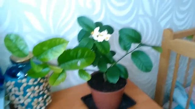 Цветение цитрона (неизвестного) привезен из г.Сочи!!! Первый плод лимона Пандероза. смотреть онлайн