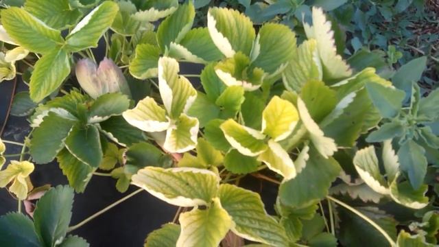 Чем болеет клубника? Помогите разобраться смотреть онлайн