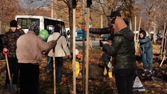 100 остролистных кленов посажено компанией ТИМ смотреть онлайн