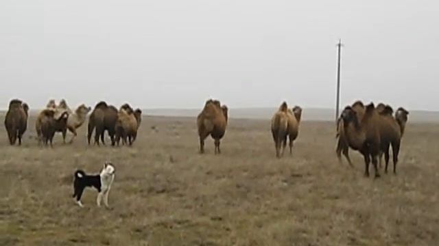 притравка на верблюда))).mp4 смотреть онлайн