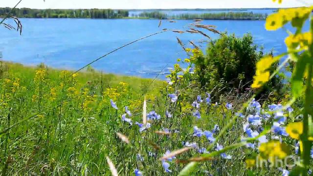 Красота летнего луга около Волги в этом видео.