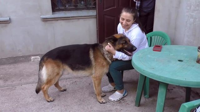 Ричард, брат Роя. Кобель Немецкой овчарки 2 года. Male German Shepherd 2 years. смотреть онлайн