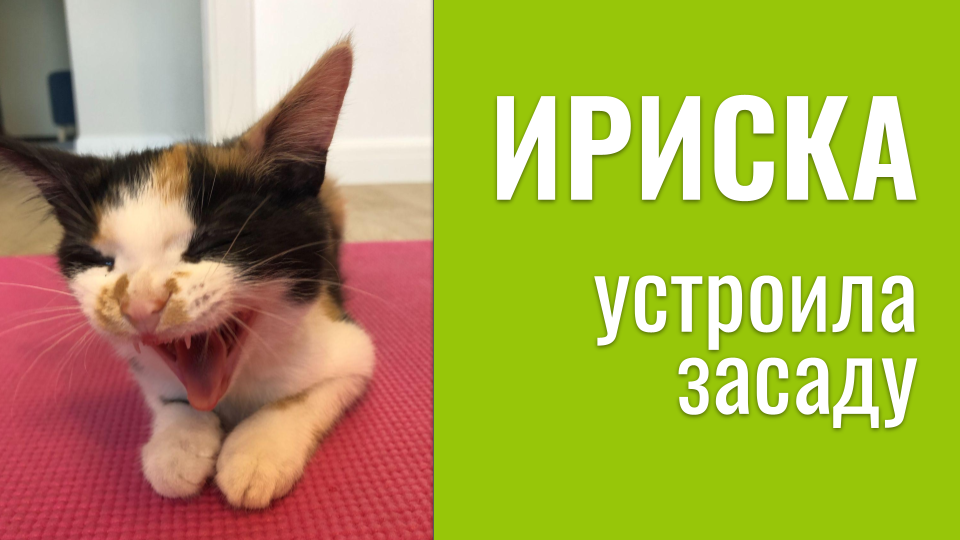 Жуля любит поиграть с енотом, а Ириска устраивает ей засады... смотреть онлайн