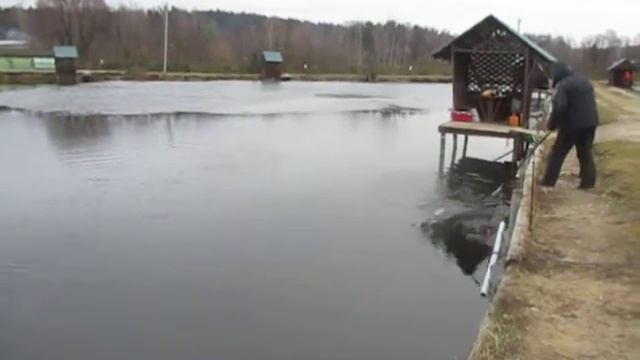 18.12.2017 - ловля форели в Раменском рыбхозе "Гжелка" смотреть онлайн