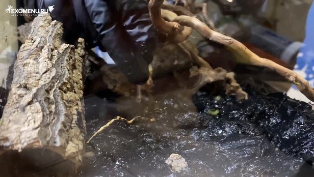 Оформление террариума с использованием пены MIUS! смотреть онлайн