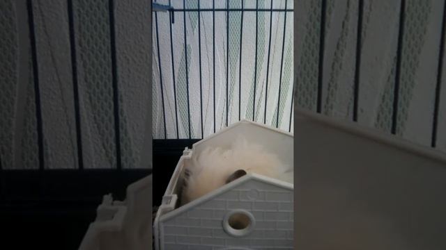 Что делает Хомка когда не кого нету .Скрытая камера. смотреть онлайн