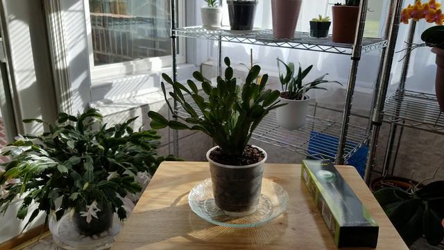 Easter Cactus Care: April 2023 + Thanksgiving Cactus Tips смотреть онлайн