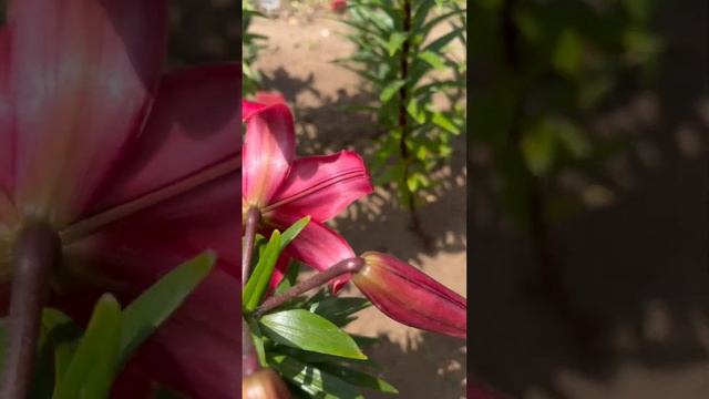 Лилия Арсенал или снова пересортица? смотреть онлайн