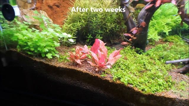 Alternanthera Reineckii Rosanervig  Planting And 30 Days Growing