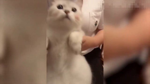Смешные животные / Приколы с животными / Домашние животные / Сборник приколов смотреть онлайн