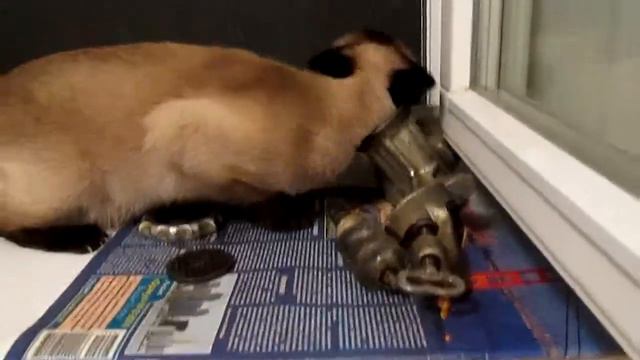 Моя кошка трётся об мясорубку смотреть онлайн