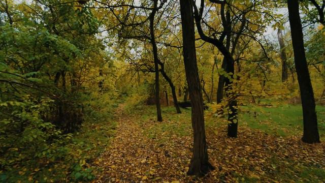 Rainy Autumn Forest Walk | Rain Sounds For Sleep & Study