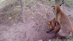 Fox dog mating with vixen..