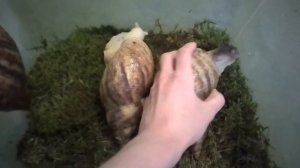 Замеряем ракушку африканской улитки Ахатины Ретикулята. Какая ракушка у моих гигантских уль.