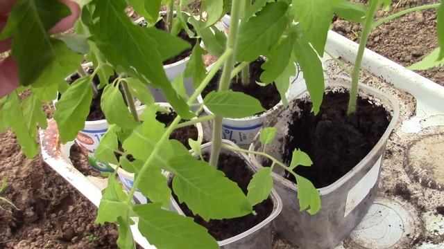 ДАЧНЫЙ ВЛОГ май 2020 смотреть онлайн