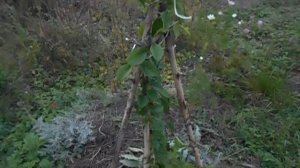 древогубец круглолистный лиана