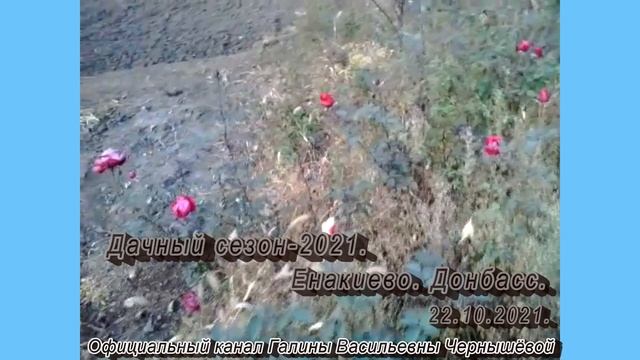 "Дачные истории". 22.10.2021 | Посадка чеснока продолжается. смотреть онлайн