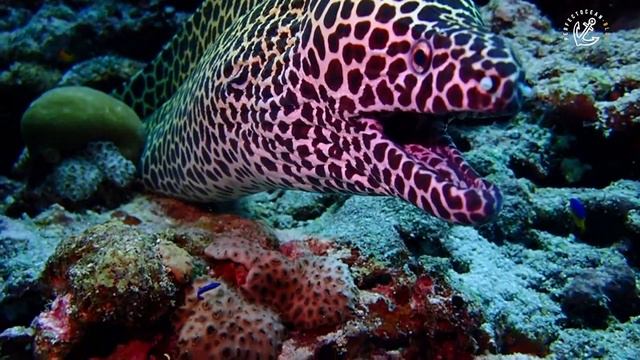 Honeycomb Moray Eel - Scuba Diving Vandhoo Reef, Raa Atoll, Maldives смотреть онлайн
