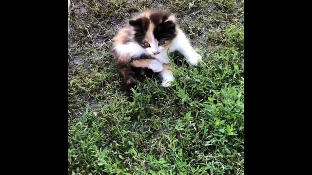 Край, де я родилась і живу... Богодухів- Велика Писарівка- Степне- Богодухів... смотреть онлайн