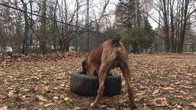 Одна из самых сильных собак. смотреть онлайн