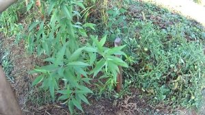 КАК вырастить ПЕРСИК из косточки ПЕРСИК из КОСТОЧКИ Вся правда о качестве