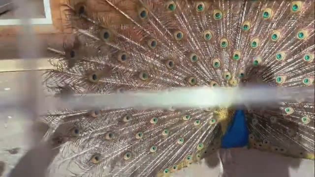 Что бы павлин распустил хвост, надо сделать это ... смотреть онлайн