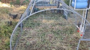 Куриный трактор. Месяц работы.