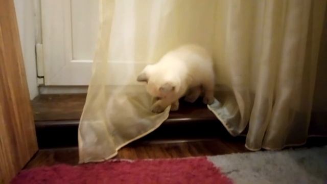 Маленький шотландский котёнок смотреть онлайн